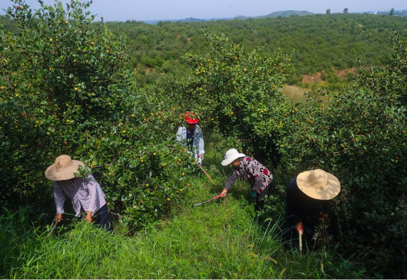 2025年全国油茶种植面积将达9000万亩