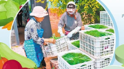 衡水市锚定高品质果蔬产业示范区创建目标向着京津冀新高地迈进